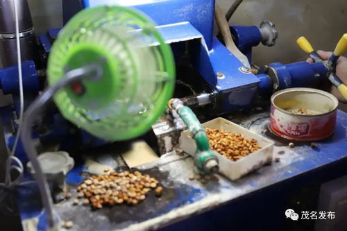 超4億元 信宜小小欖雕硬核 欖 財